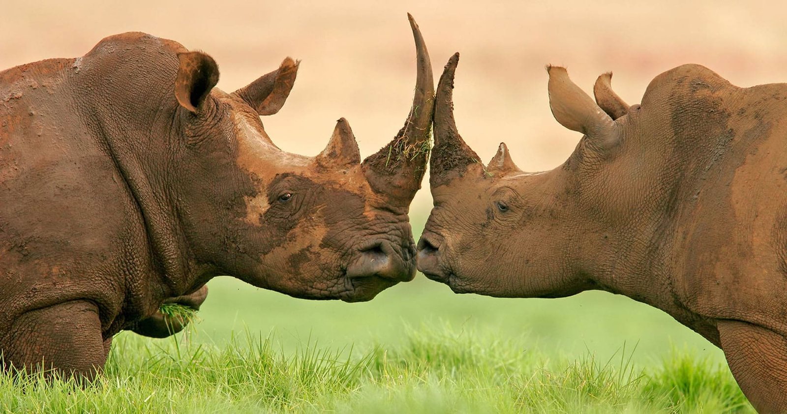 Big Five game drive across a conservation success story