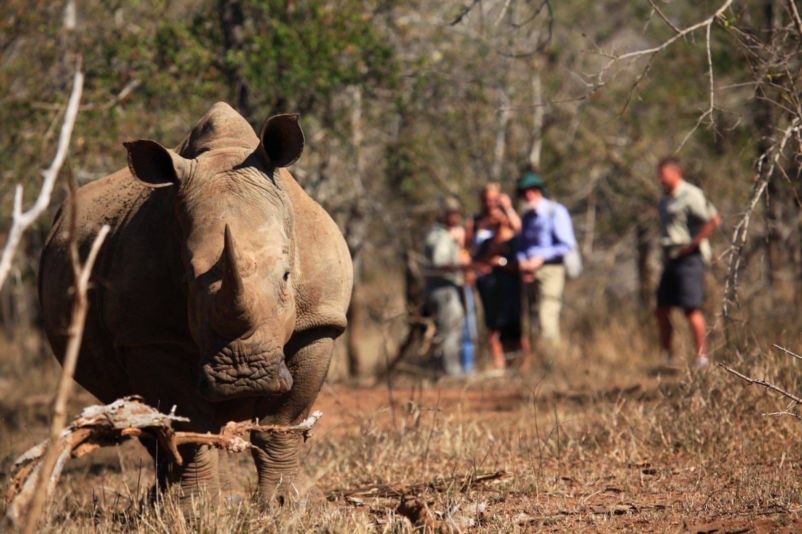 Track black rhino on foot with expert rangers