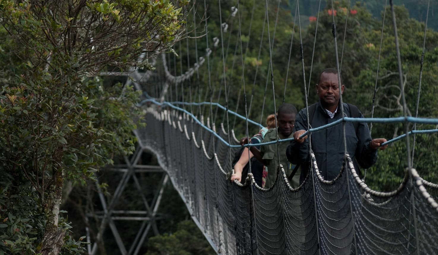 Canopy walk above the ancient rainforest
