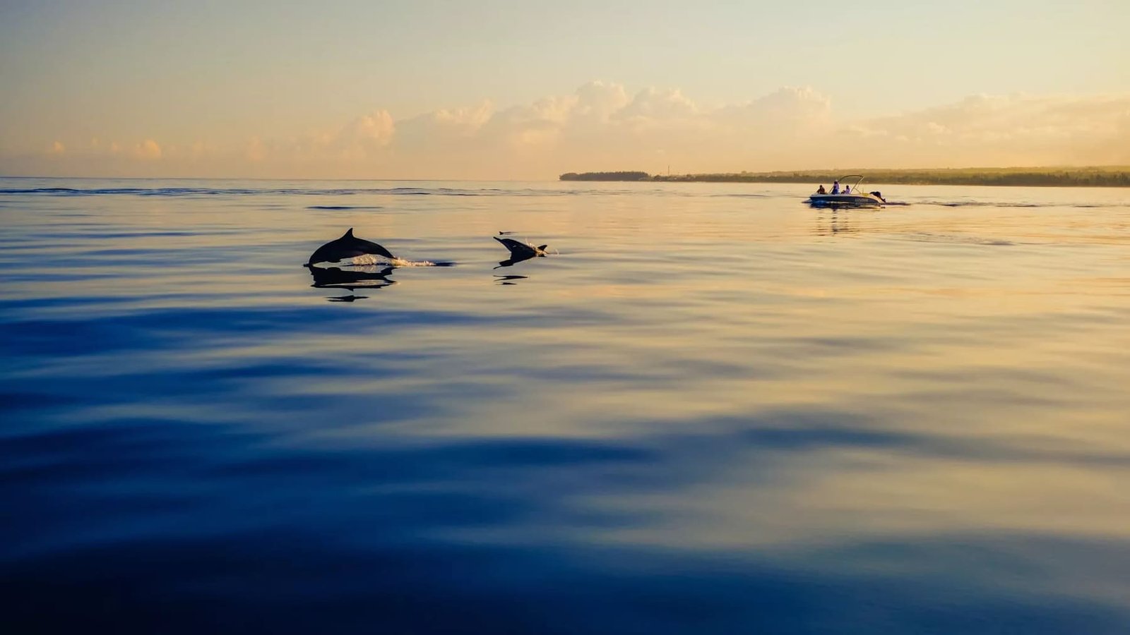 Catamaran cruise to spot dolphins at sunset