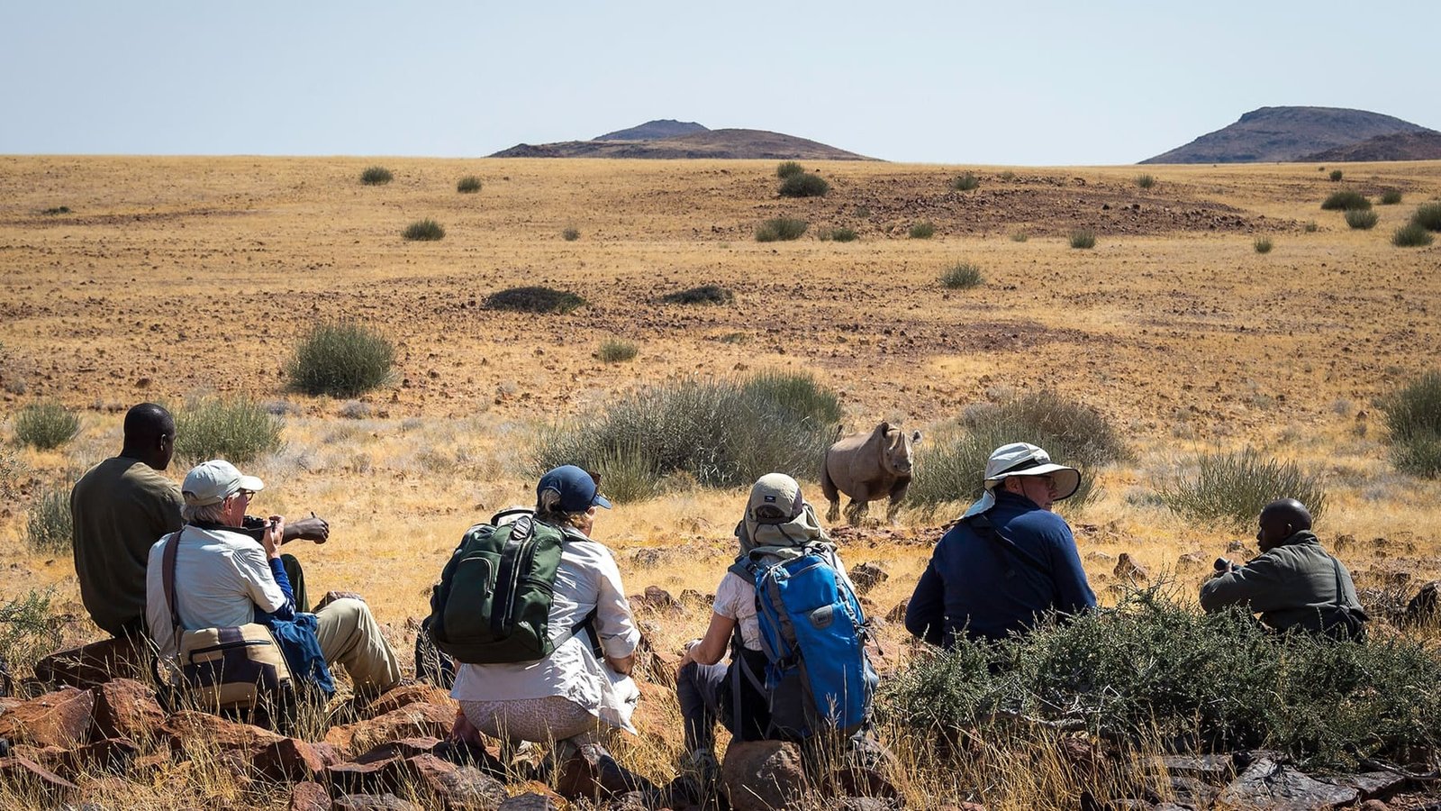 Track desert-adapted elephant and rhino on foot