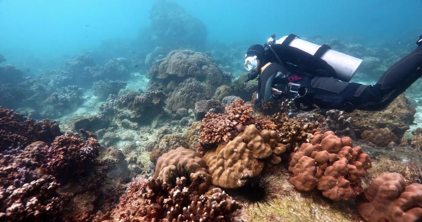 Dive among vibrant coral gardens teeming with marine life