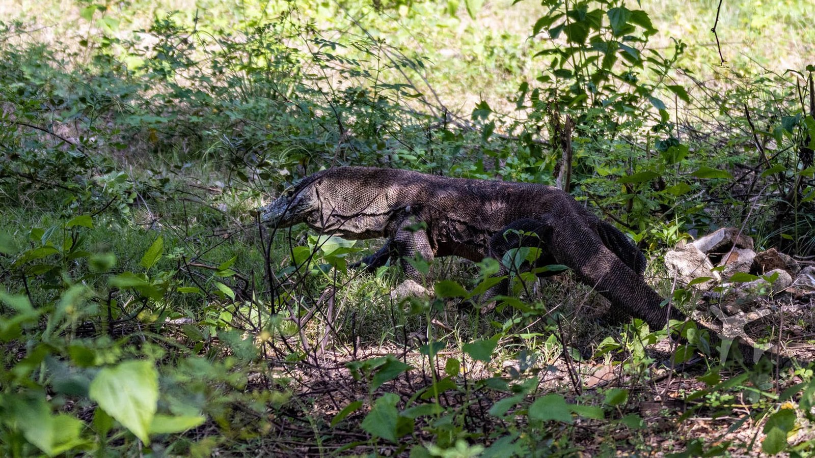 Encounter Komodo dragons on Rinca Island