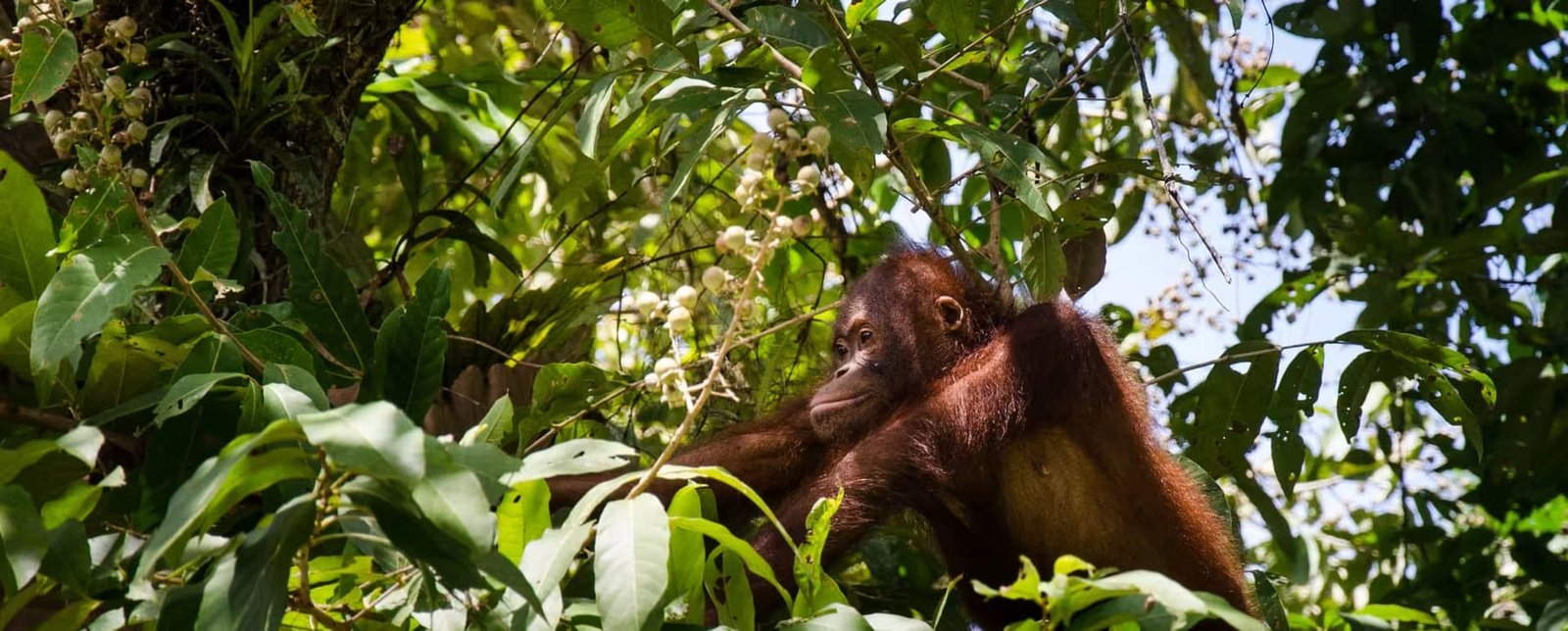 Encounter wild orangutans in the rainforest canopy