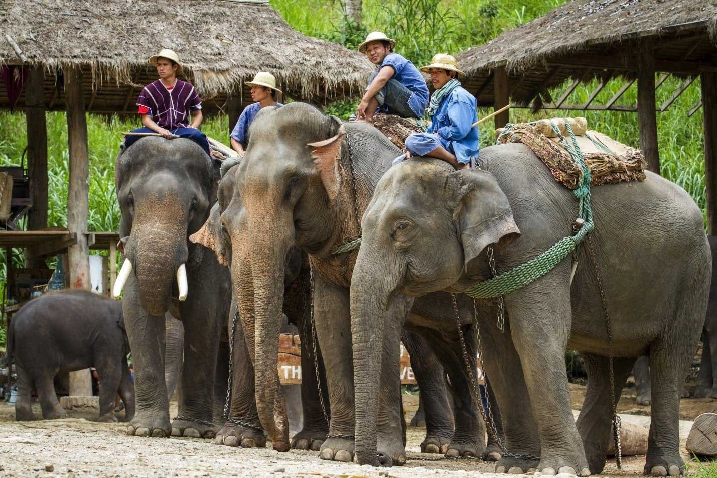 Ethical encounter at an elephant sanctuary