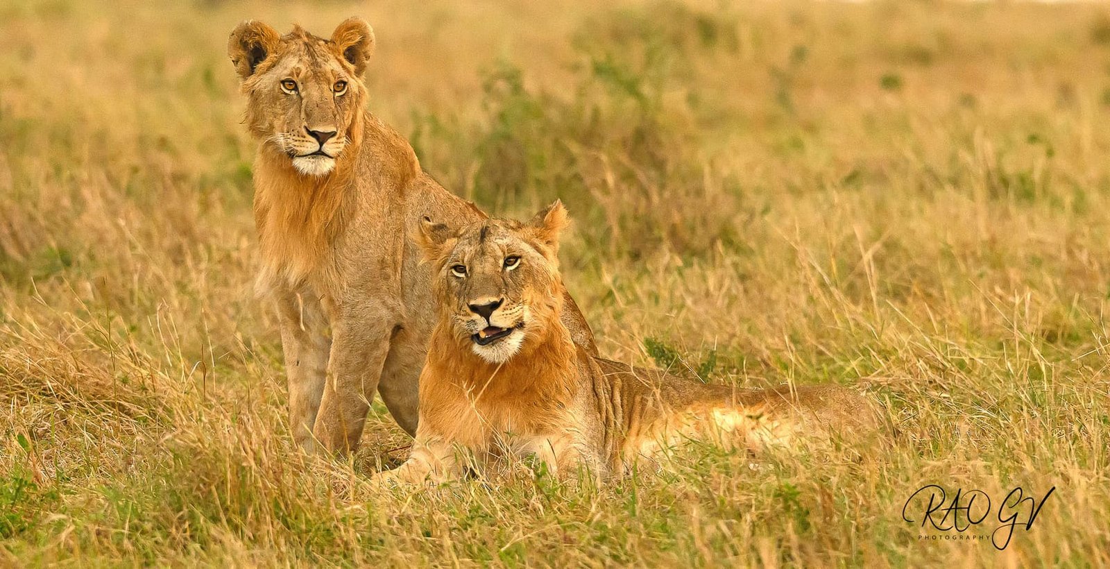 Full-day Big Five safari inside the ancient caldera