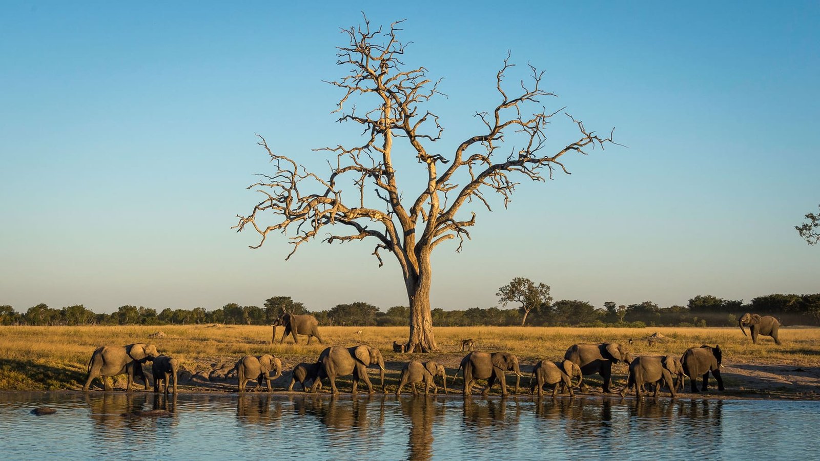 Game drive among Hwange's enormous elephant herds