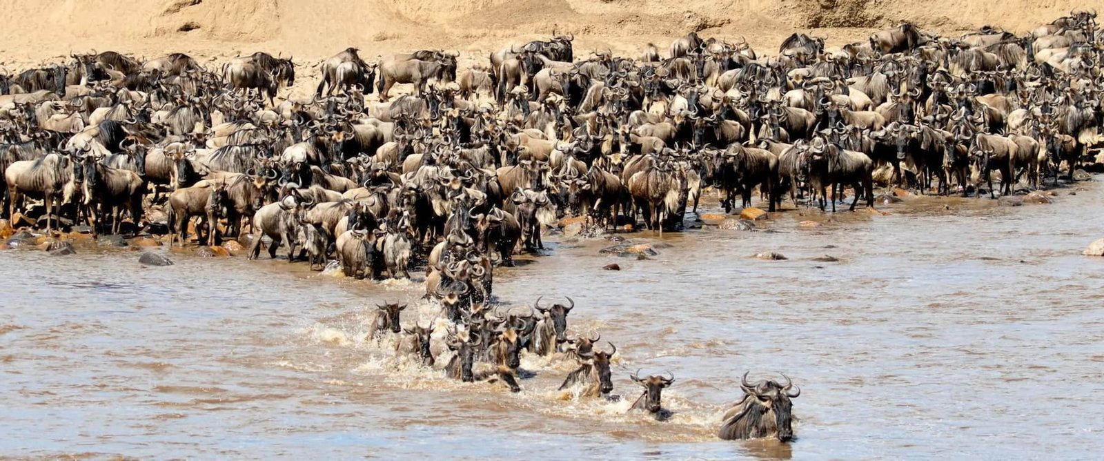 Witness the Great Migration cross predator-filled plains