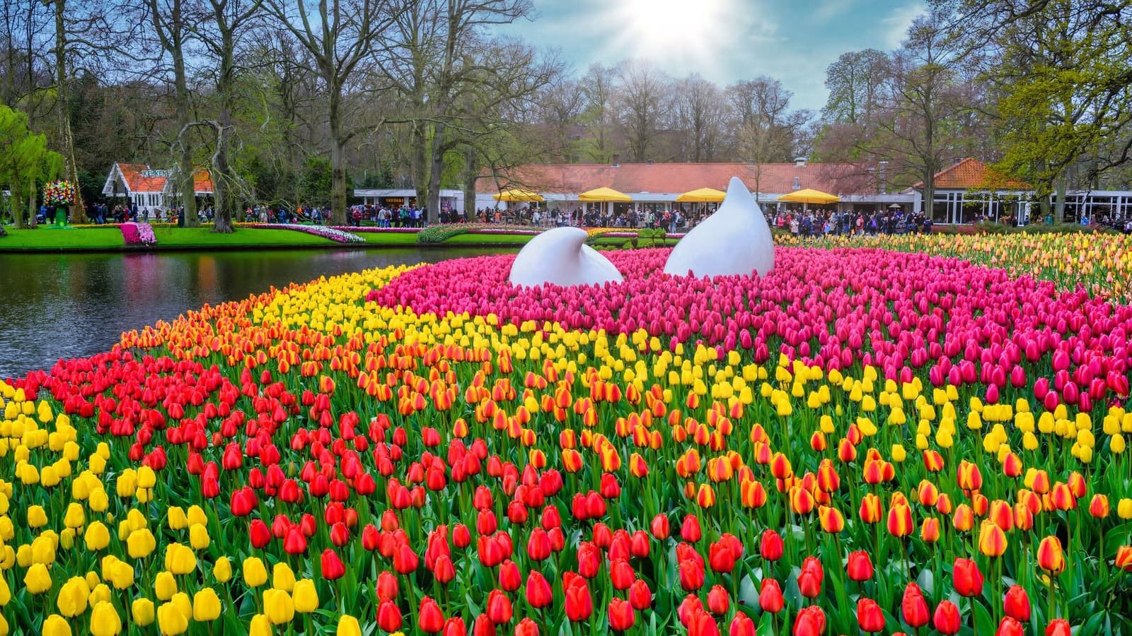 See seven million bulbs in flower at the Keukenhof
