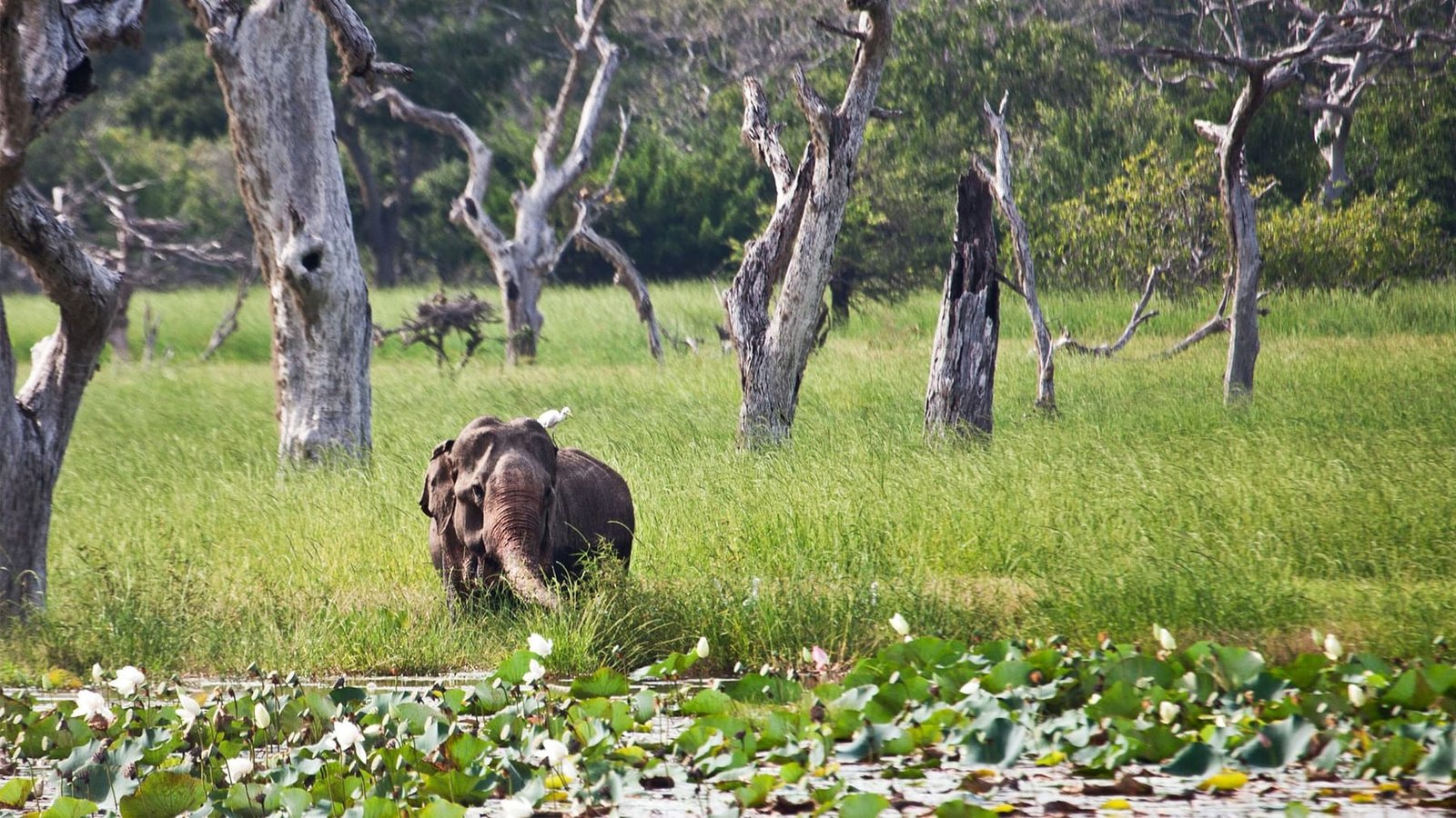Safari in search of leopards and elephants