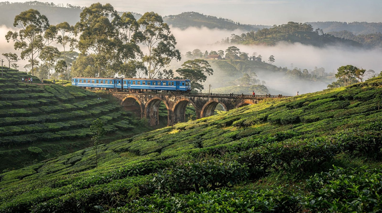 Scenic train journey through emerald tea plantations