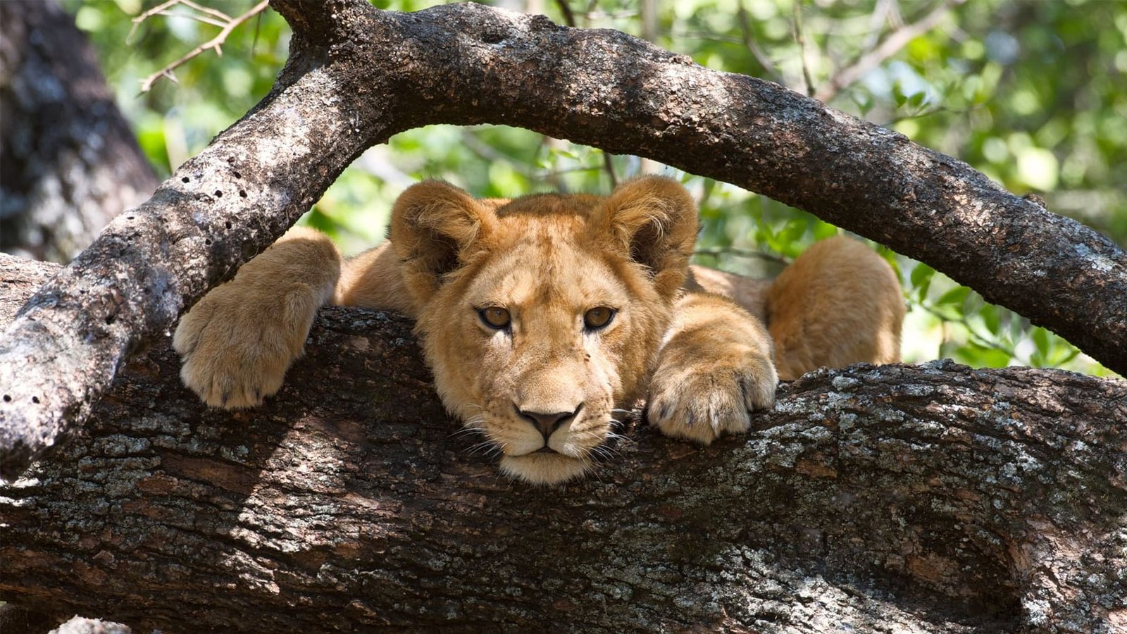 Search for Lake Manyara's famous tree-climbing lions