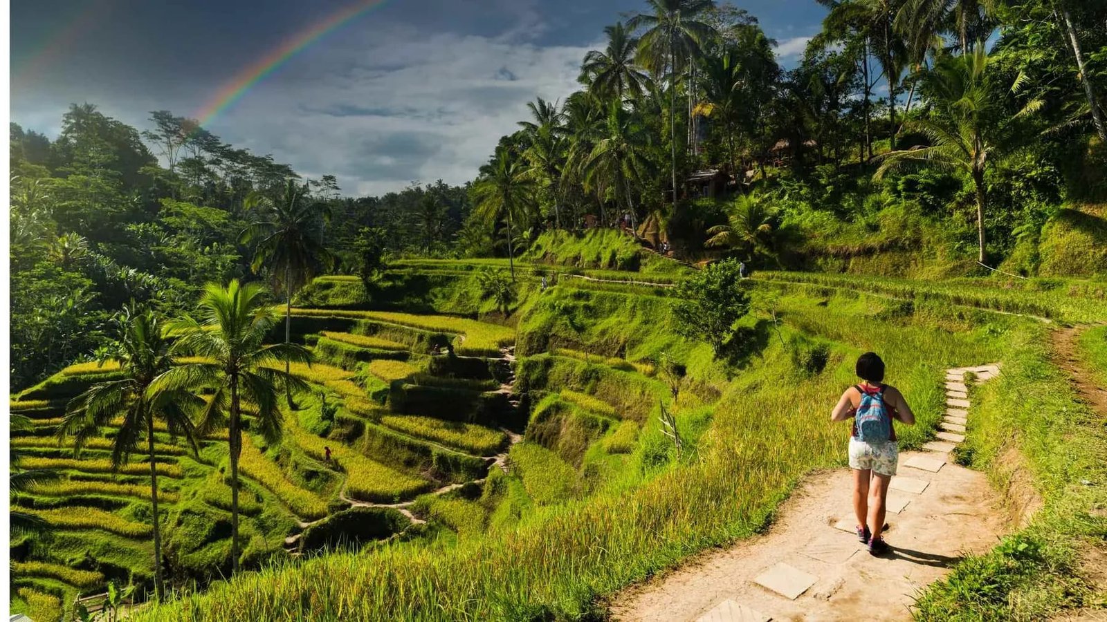 Walk through emerald rice terraces at sunrise