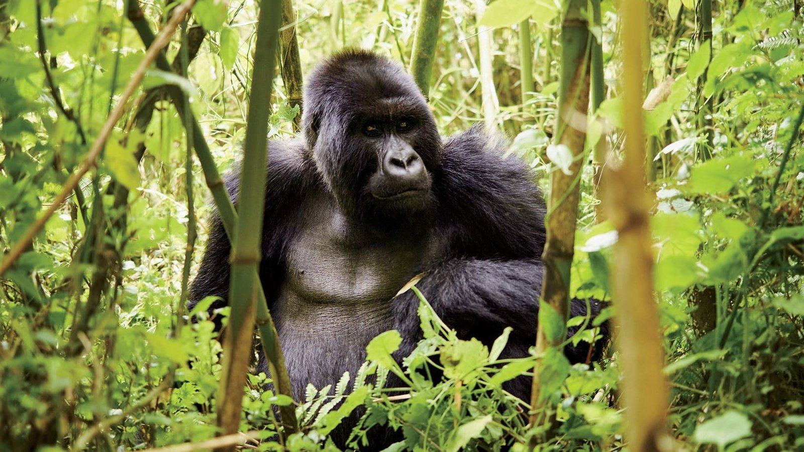 Trek to spend an hour with mountain gorillas