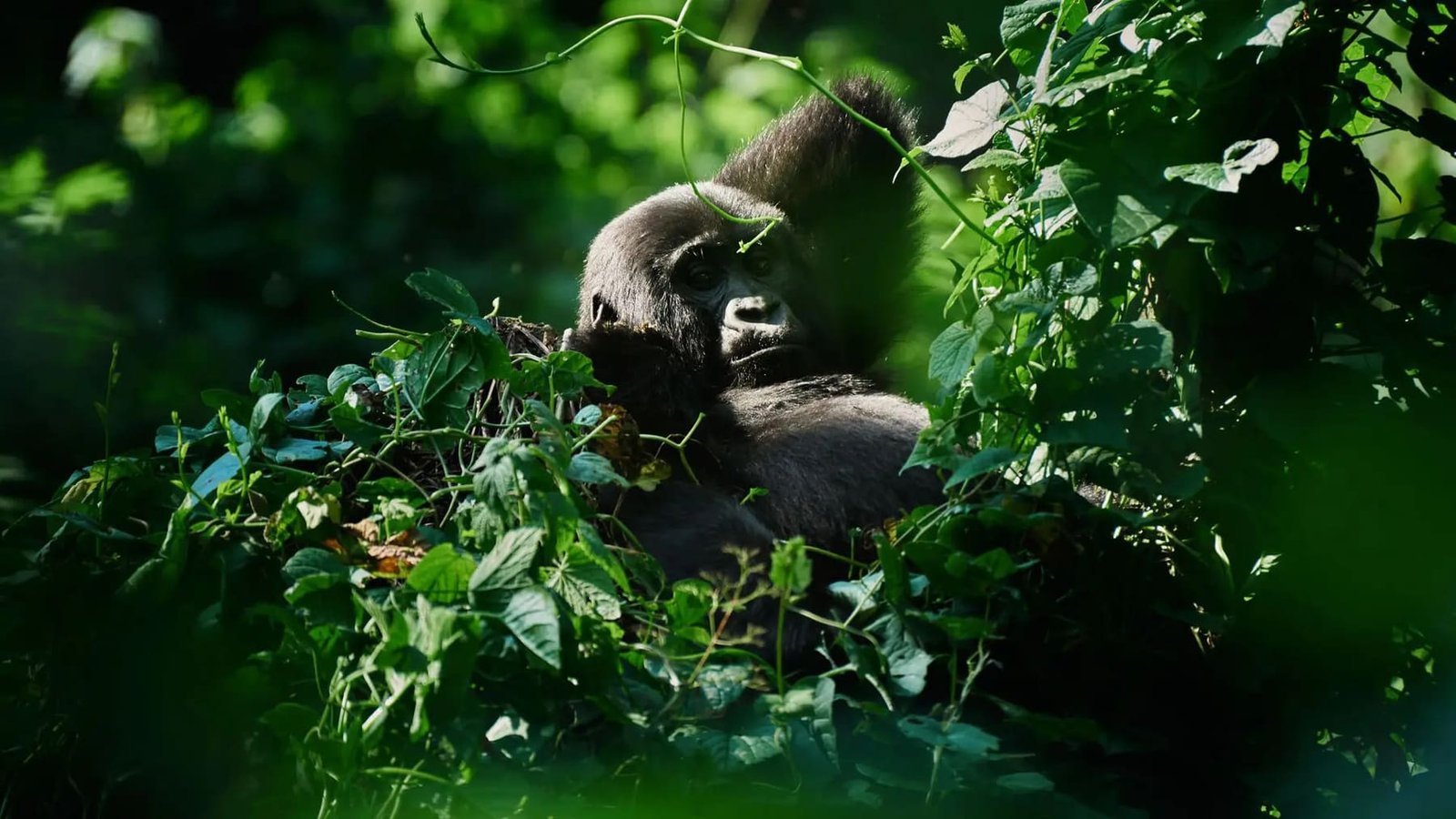 Trek through dense jungle to encounter mountain gorillas