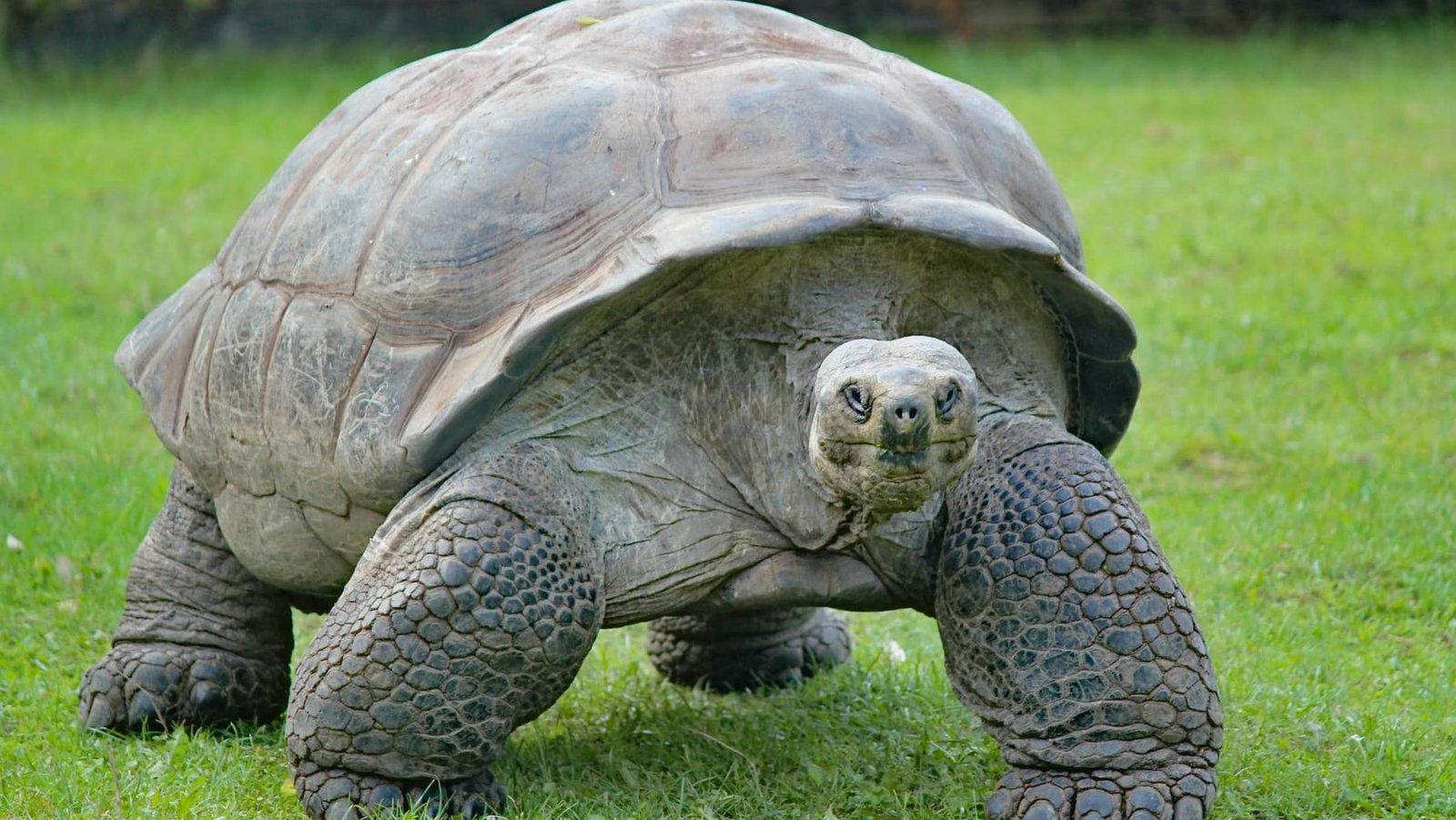 Walking among Aldabra's giant tortoises — the world's largest population on a UNESCO island