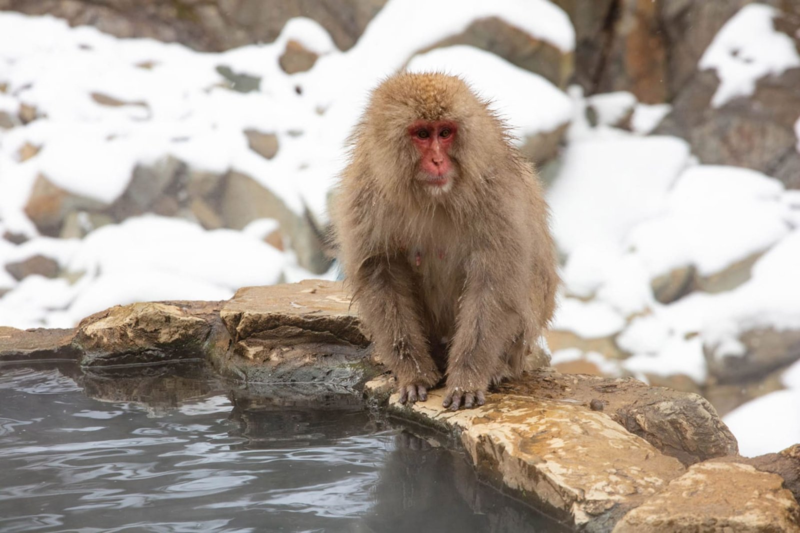 Watch snow monkeys bathe in hot spring pools