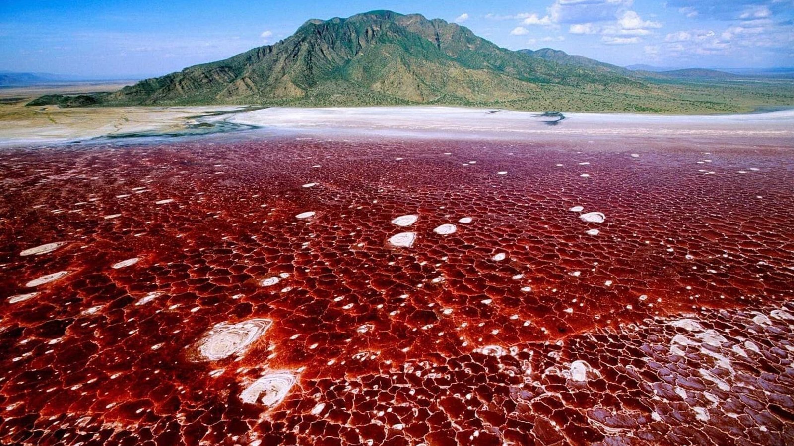 Lesser flamingos on the shallows of Lake Natron