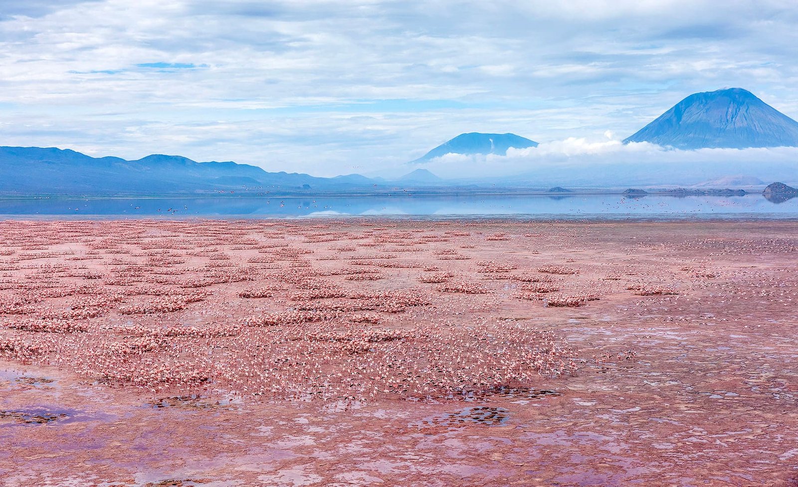 Lesser flamingos on the shallows of Lake Natron