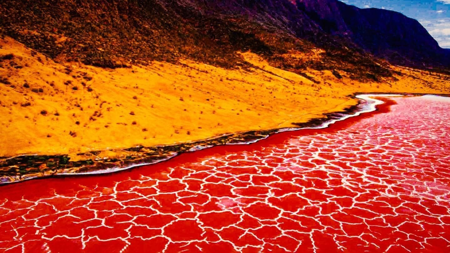 Lesser flamingos on the shallows of Lake Natron