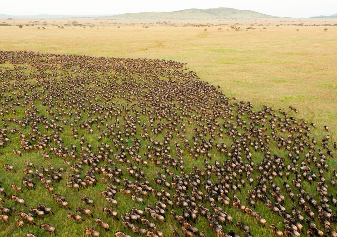 Wildebeest herds moving across the plains during the migration