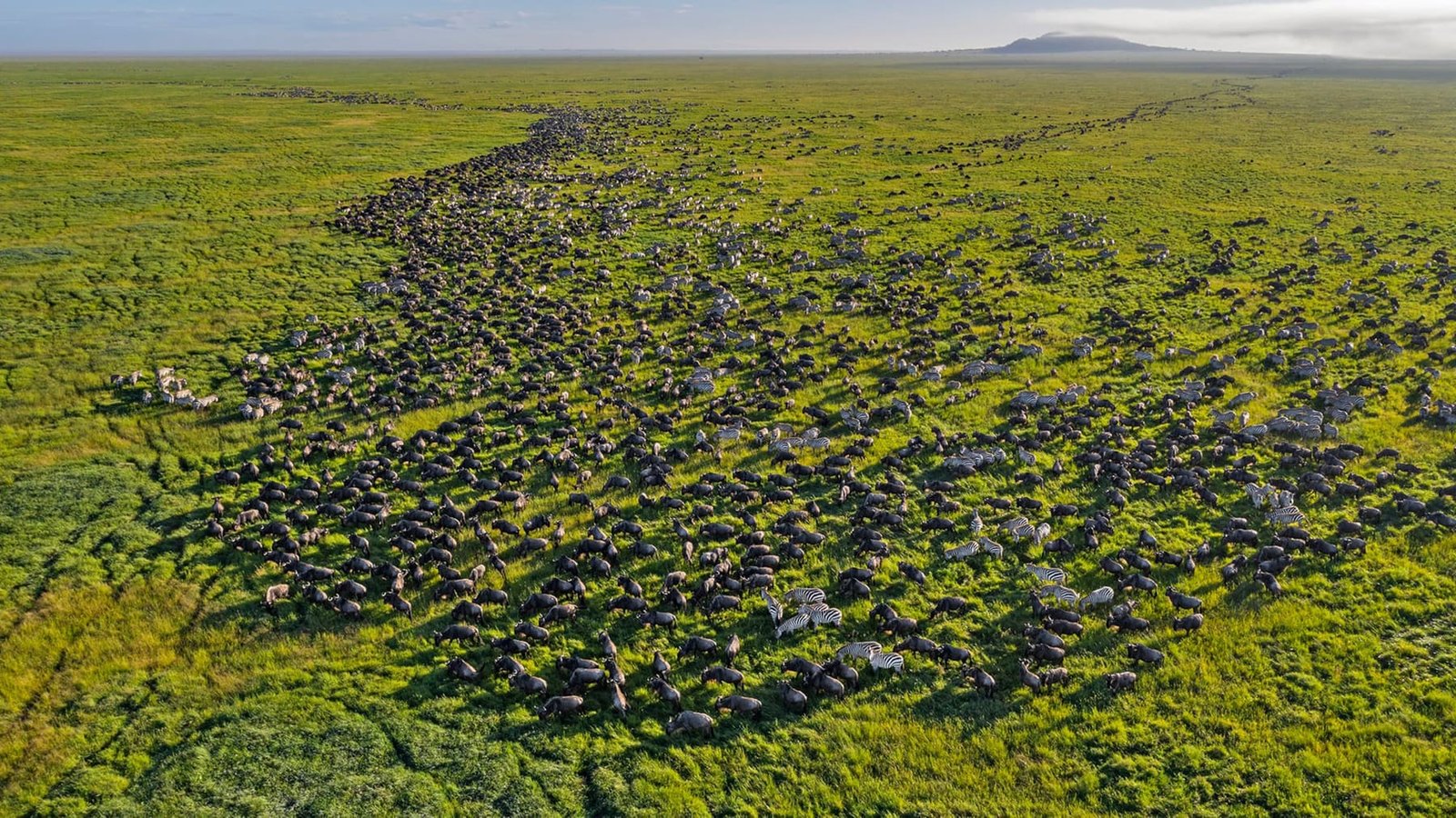 Wildebeest herds moving across the plains during the migration