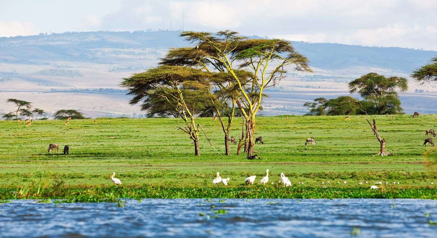 Birdlife and shoreline at a Rift Valley lake