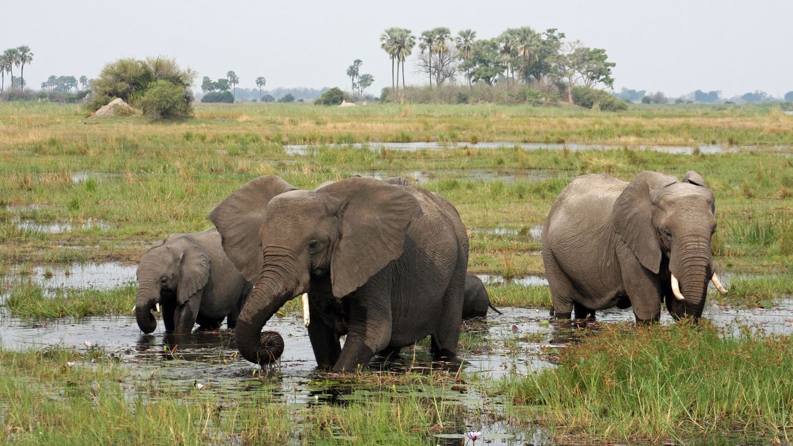 Kenya Family Safari: Ol Pejeta & Mount Kenya