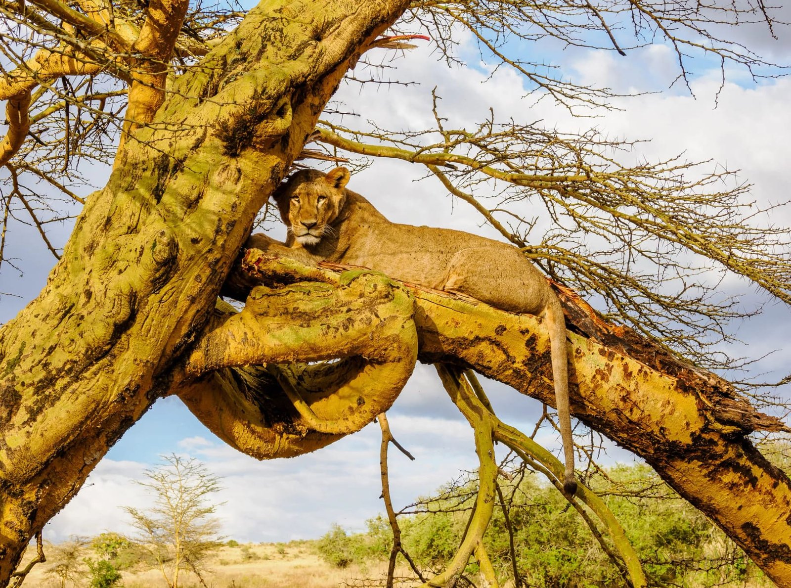 The Rhino Tracking & Sacred Mountain Circuit