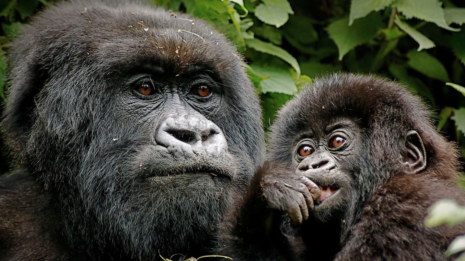 The East African Rift Expedition