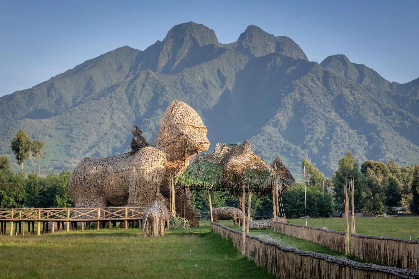The Royal Volcanoes & Primates