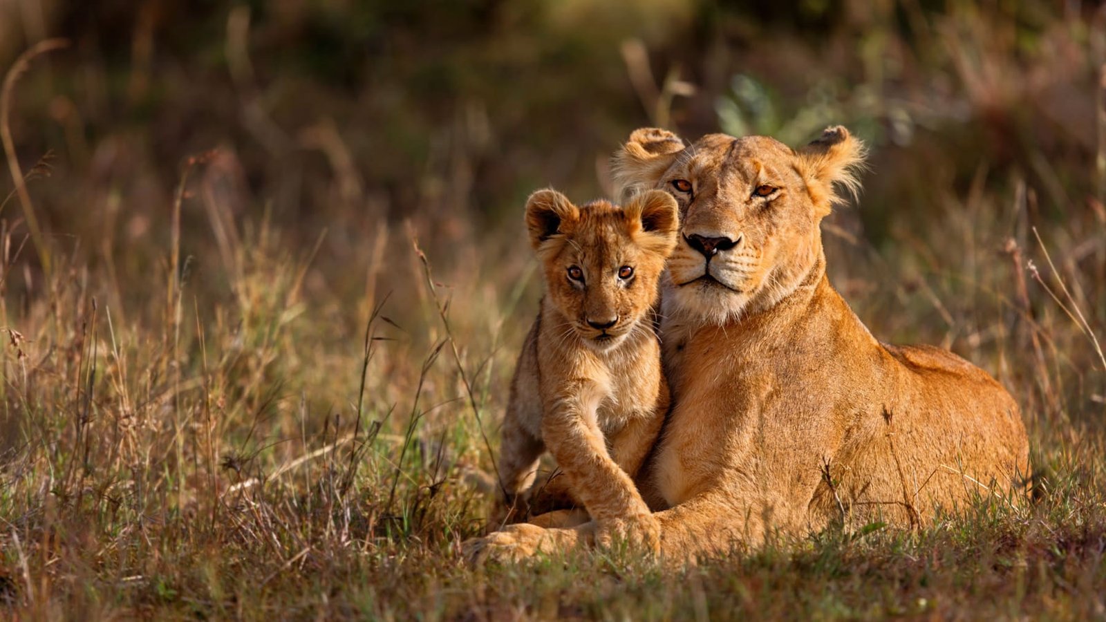 The Apex Reserves — Sabi Sands & Kruger