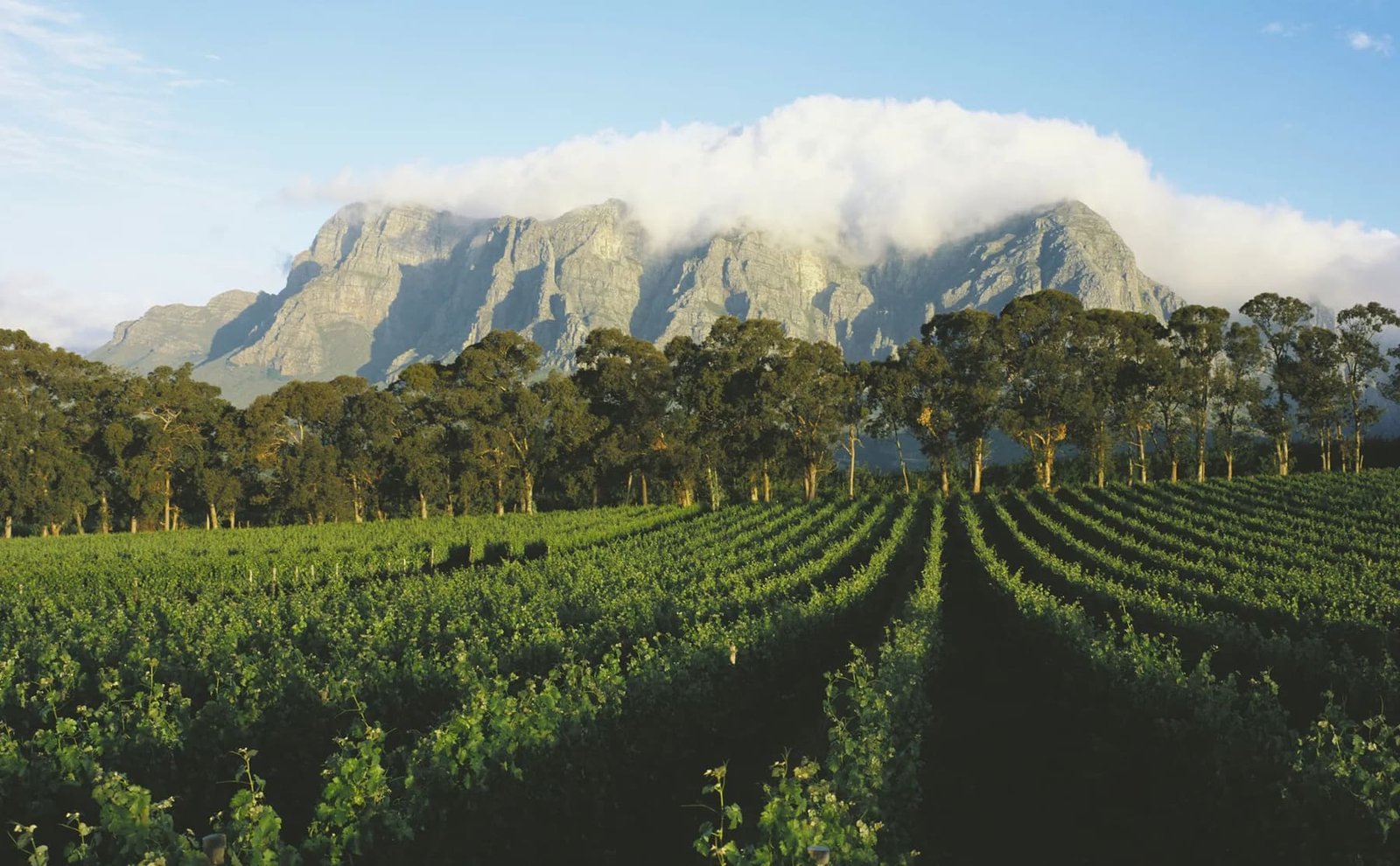 The Cape Elegance & Historic Winelands