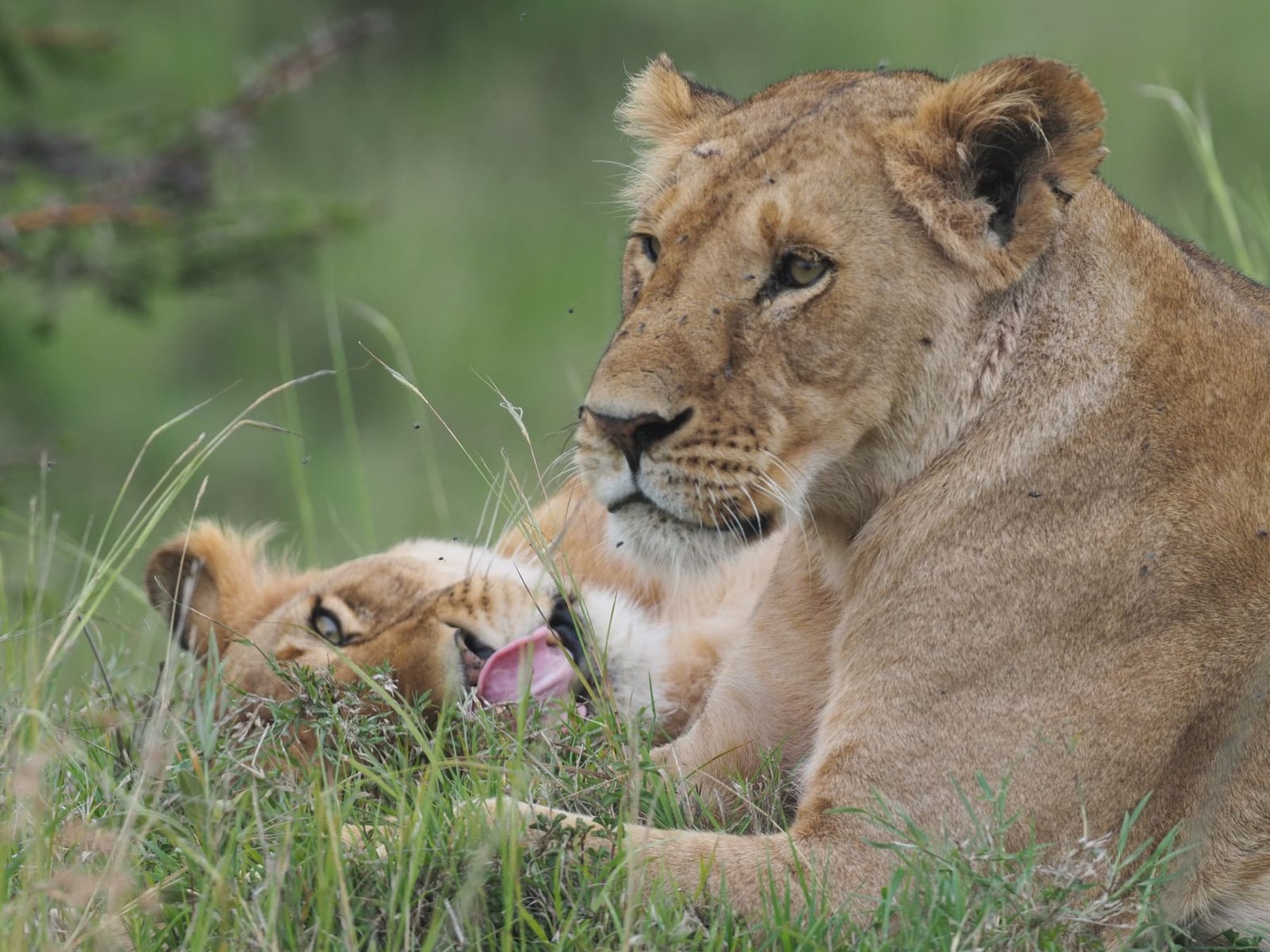 The Sovereign Mara Conservancies