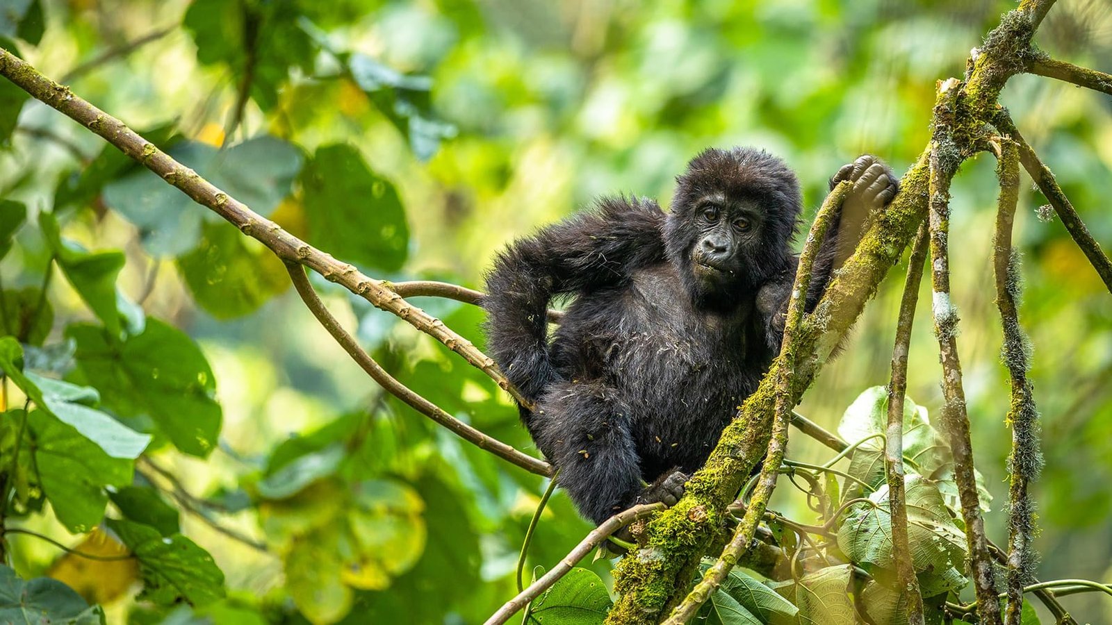 The Gorilla & Riverine Giants