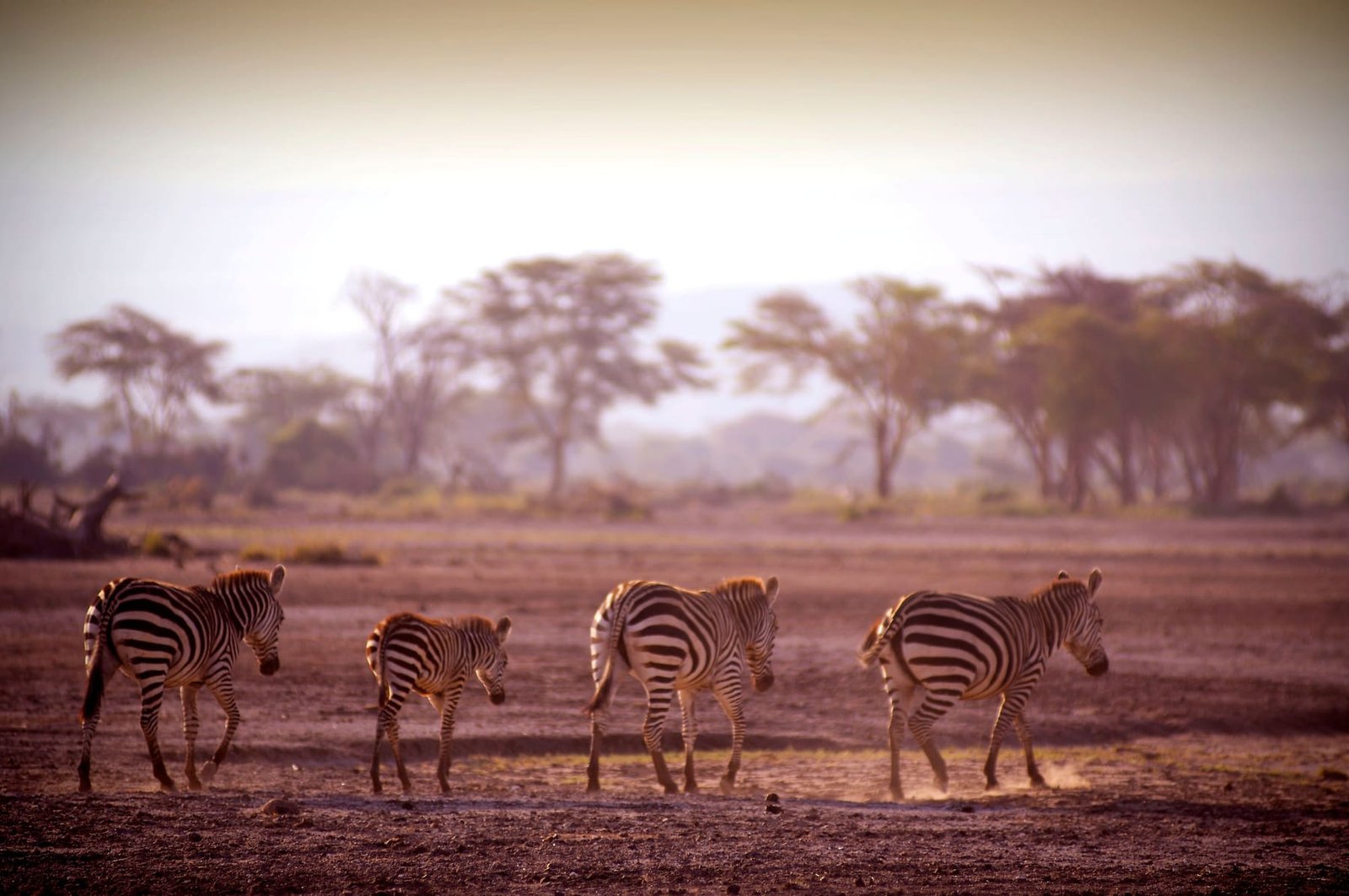The Ultimate Tanzania Luxury Circuit