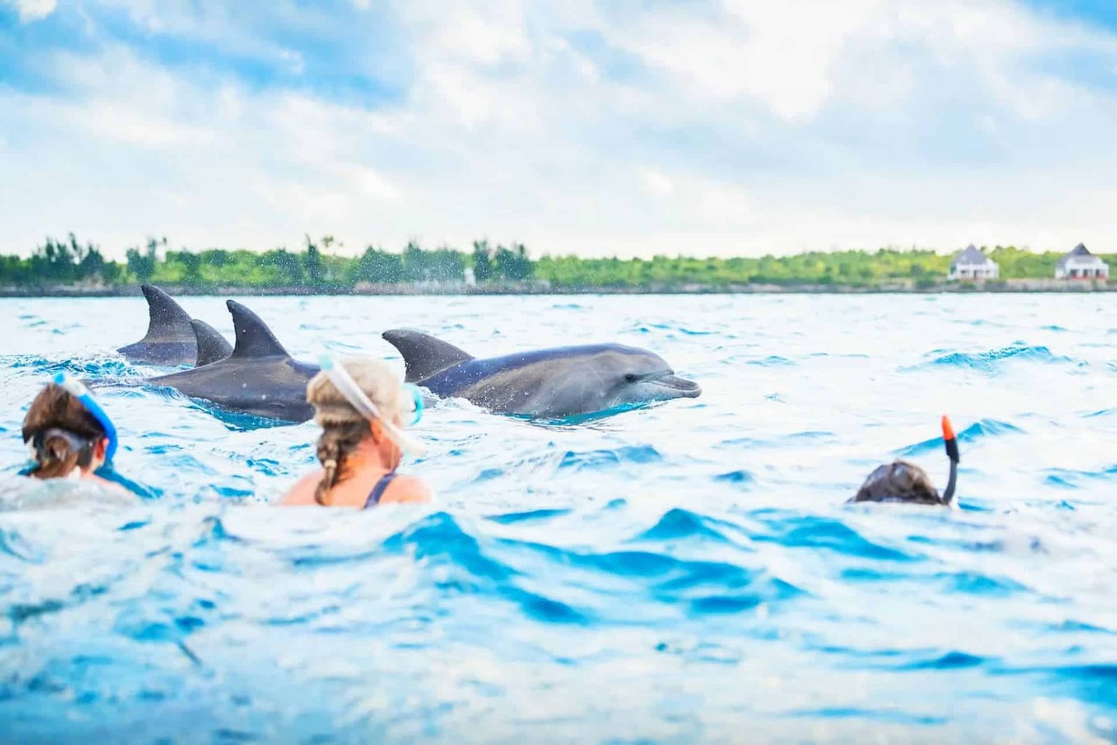 The Southern Marine & Dolphin Sanctuary